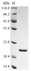 SDS-PAGE