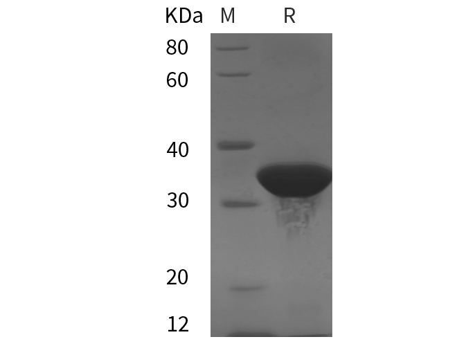 Валидация Elabscience PDEH101058(445)