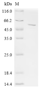 SDS-PAGE