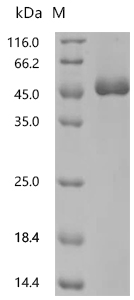 SDS-PAGE