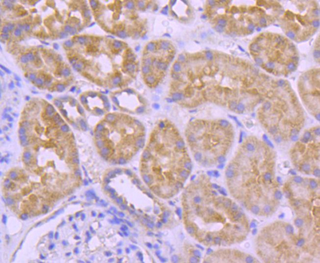 Валидация AssayVector ARM2617(4799)