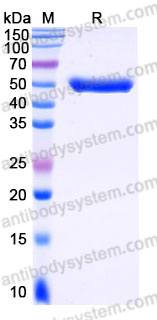 EHB95502, SDS-PAGE