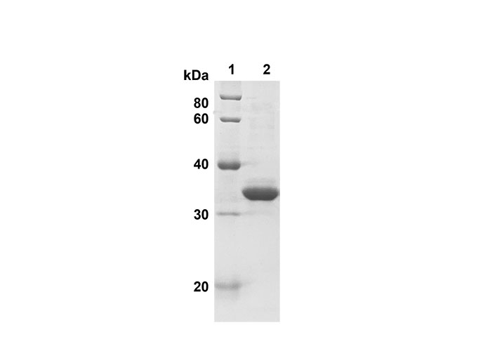 Валидация Elabscience PDEH100611(123)