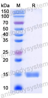 Валидация SDS-PAGE - AntibodySystem RHC98304