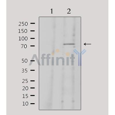 Валидация Affinity DF6544 - 17977