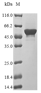 SDS-PAGE