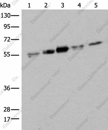 Вестерн-блоттинг, ZPR1, клетки HeLa, HepG2, MDA-MB-231, A431 и Jurkat