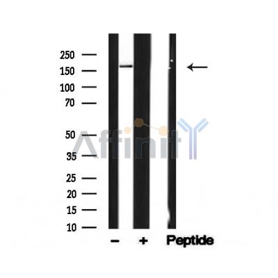 Валидация Affinity AF4775 - 2394