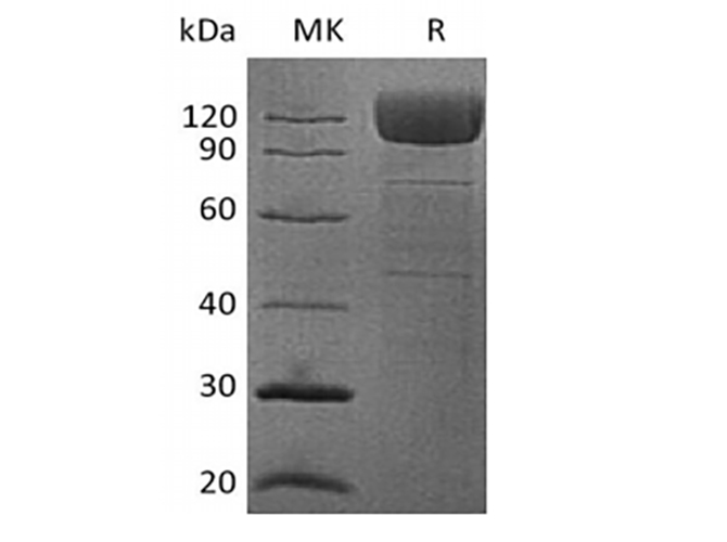 Валидация Elabscience PKSH033455(3773)