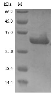 SDS-PAGE