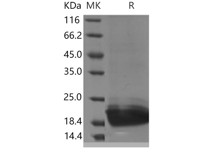 Валидация Elabscience PKSM040857(4814)