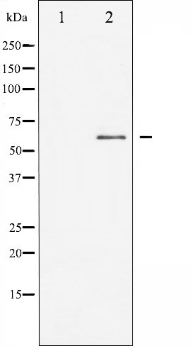 Валидация Affinity AF6029 - 3226