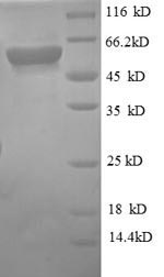 SDS-PAGE