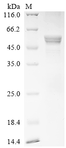 SDS-PAGE