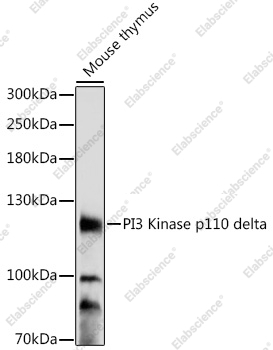 Вестерн-блоттинг, PI3 Kinase p110 delta, ткань тимуса мыши