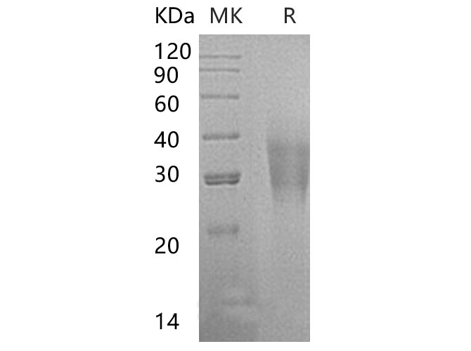 Валидация Elabscience PKSH032699(3129)