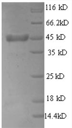 SDS-PAGE