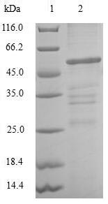 SDS-PAGE