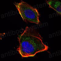 Валидация IF - AntibodySystem RHN92001