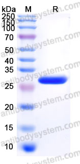 AMD95201, SDS-PAGE