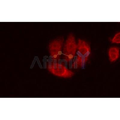 Валидация Affinity DF7513 - 19253