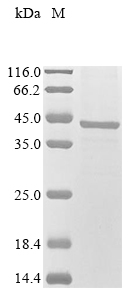 SDS-PAGE