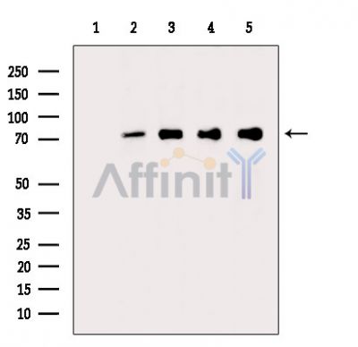 Валидация Affinity DF14297 - 10174