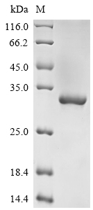 SDS-PAGE