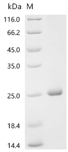 SDS-PAGE