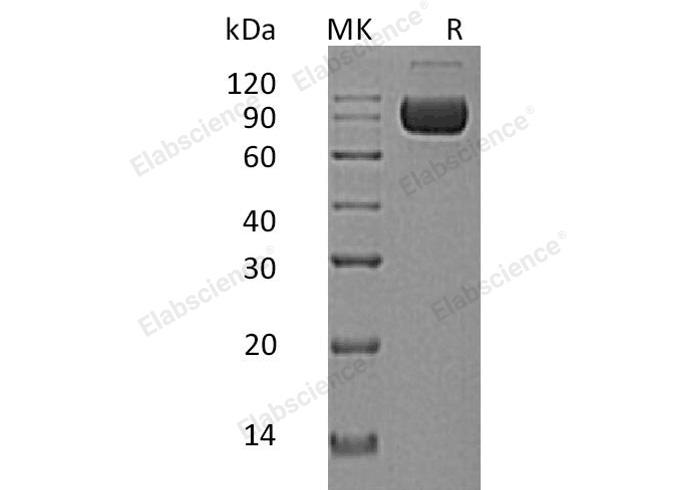 Валидация Elabscience PKSH032559(3012)