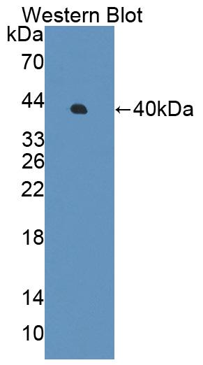 59004