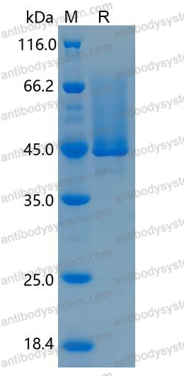 Валидация AntibodySystem AHF68001