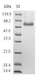 SDS-PAGE