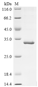 SDS-PAGE