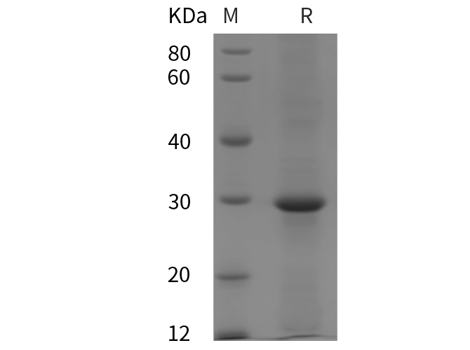 Валидация Elabscience PDEH100821(260)