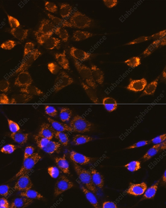 Иммунофлуоресценция, Integrin-β1/CD29, клетки NIH-3T3