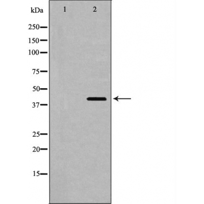 Валидация Affinity AF5256 - 2762