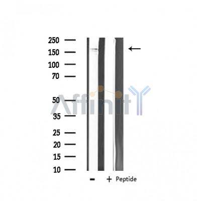 Валидация Affinity AF6152 - 3363