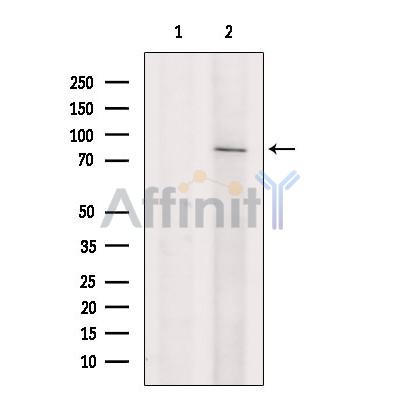 Валидация Affinity DF13233 - 8278