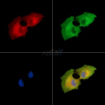 Валидация Affinity DF15238 - 11511