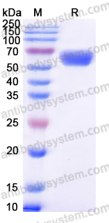 AHF88301, SDS-PAGE