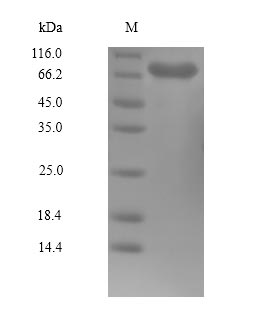SDS-PAGE