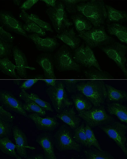Валидация AssayVector ARM2052(3137)