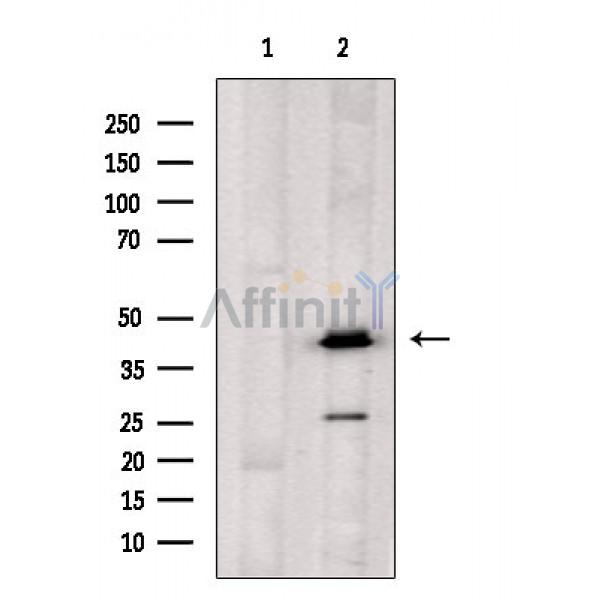 Валидация Affinity DF5211 - 17206