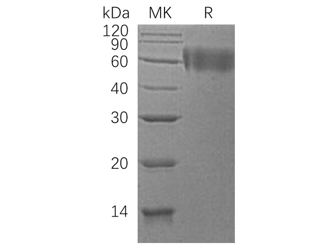 Валидация Elabscience PKSH033441(3763)