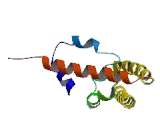 Signal Transducer And Activator Of Transcription 4 (STAT4) Signal Transducer And Activator Of Transcription 4 (STAT4)
