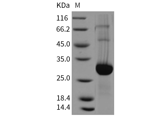 Валидация Elabscience PKSM040455(4452)