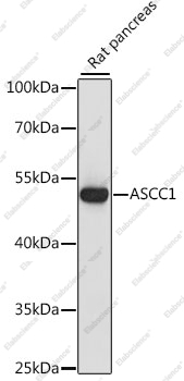 Вестерн-блоттинг, ASCC1, ткань поджелудочной железы крысы