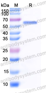 AHJ58902, SDS-PAGE