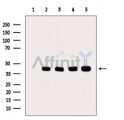 Валидация Affinity DF13997 - 9752